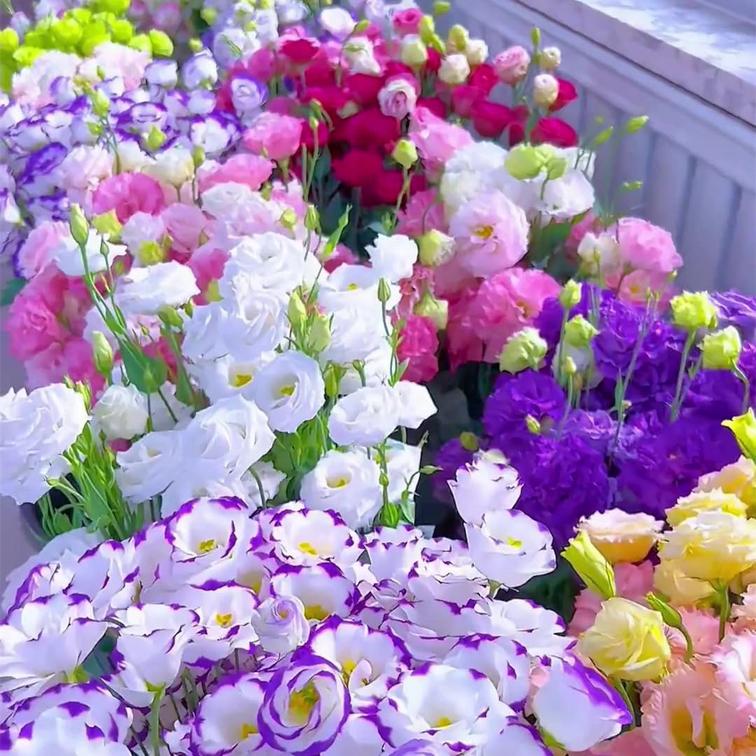 🌿Semillas Flor de LISIANTHUS 💖🔥1 paquete - (5 gr.) TT