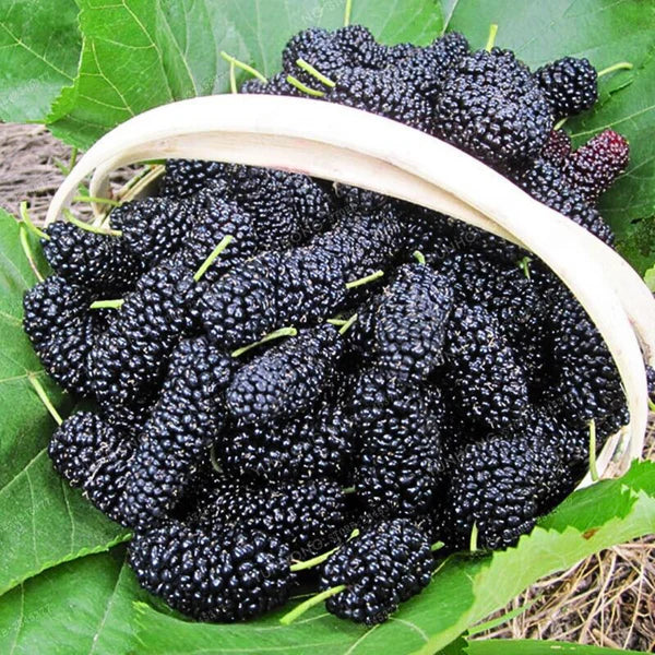 🍇 Semillas de MORA DULCE DE ÁRBOL💖🔥1 paquete - 100 semillas Aprox. (5 gr.)