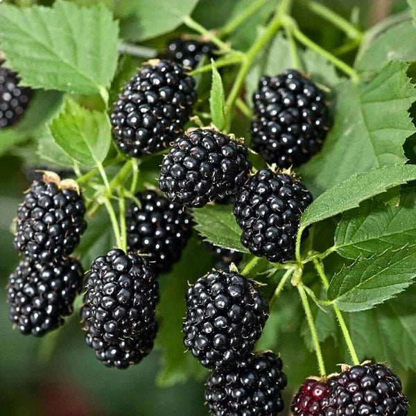 🍇 Semillas de MORA DULCE DE ÁRBOL💖🔥1 paquete - 100 semillas Aprox. (5 gr.)