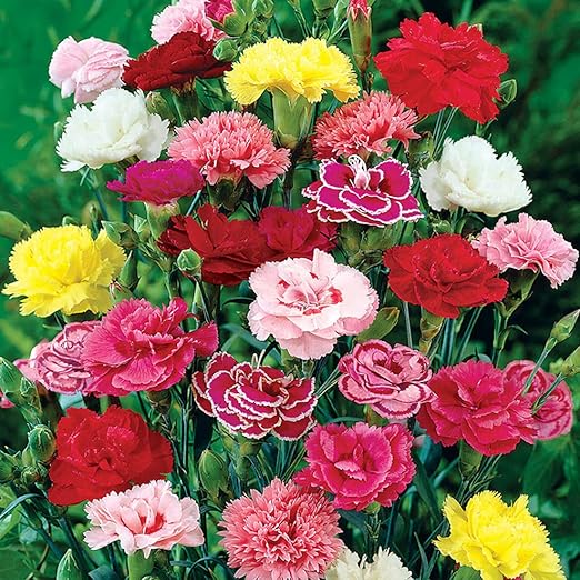 🌸Semillas de Flor de Clavel — variedades exclusivas para un jardín lleno de color y encanto💖 1 paquete – 100 semillas