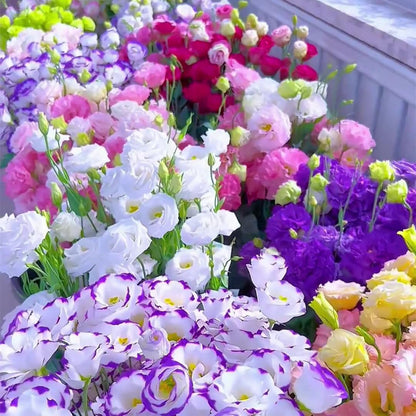 🌿Semillas Flor de LISIANTHUS  💖🔥1 paquete -  (5 gr.) TT