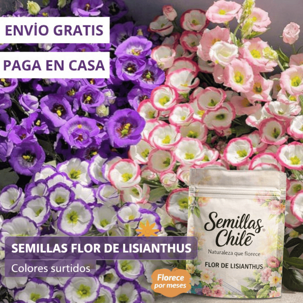 🌿Semillas Flor de LISIANTHUS  💖🔥1 paquete -  (5 gr.) TT