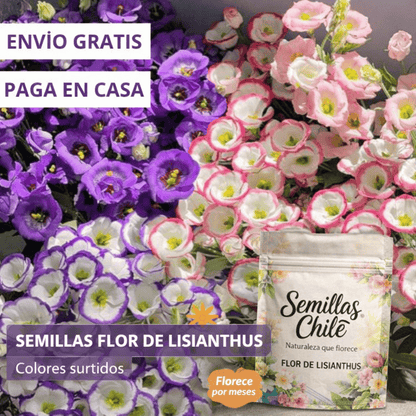 🌿Semillas Flor de LISIANTHUS  💖🔥1 paquete -  (5 gr.) TT