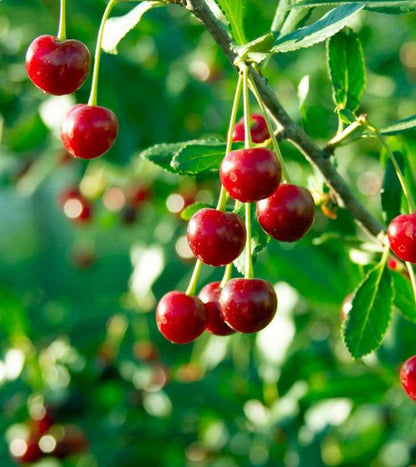 🍒 Semillas de CEREZA SELECCIONADAS - 🔥 1 paquete – aprox. 5 gramos