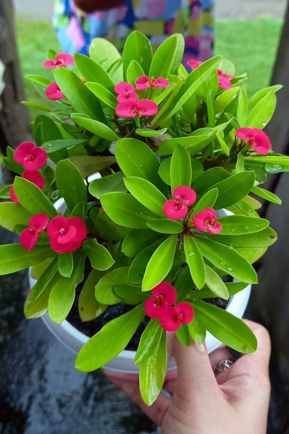 Viresta